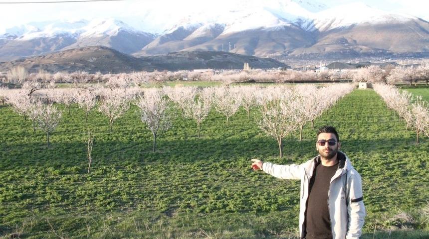 Kayısı ağa&ccedil;ları renk c&uuml;mb&uuml;ş&uuml; yaşatıyor