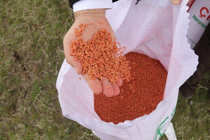 Erzurum’da 1293 çiftçiye ‘Yazlık Buğday Tohumu’ desteği yapıldı G3