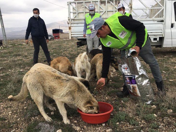 Niğde sokak hayvanlarına 5 ton mama dağıtıldı G1