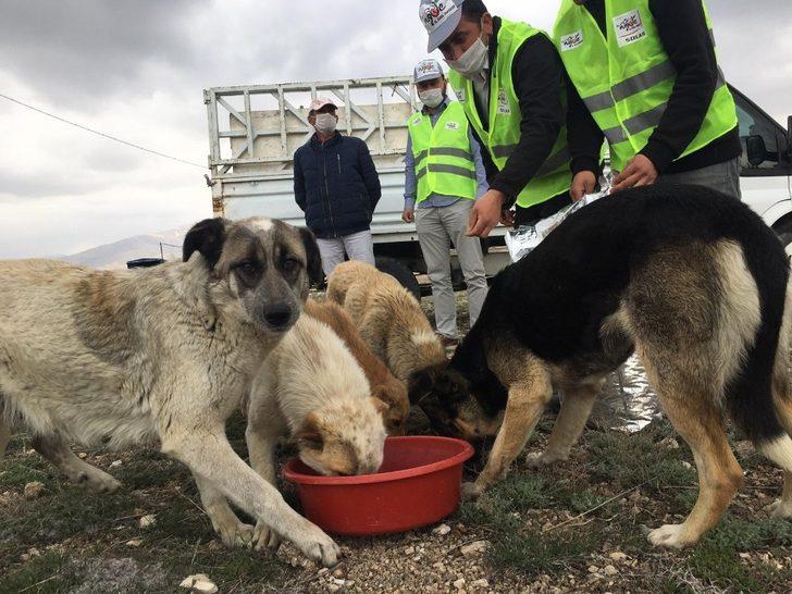 Niğde sokak hayvanlarına 5 ton mama dağıtıldı G2