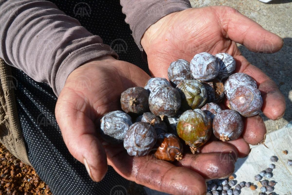Andız kozalakları lezzete d&ouml;n&uuml;şt&uuml;r&uuml;l&uuml;yor