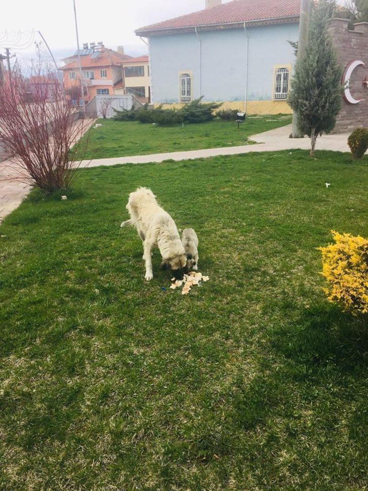 Dumlupınar’da sokak hayvanları unutulmadı G4