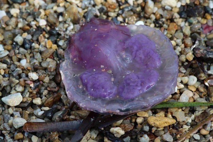 Kuşadası Körfezi'ndeki tehlike! Ölüsüne bile dokunmayın G1