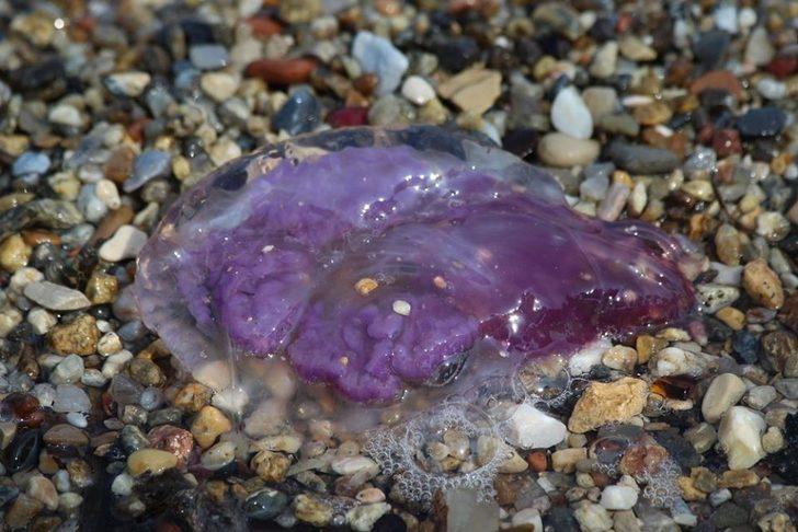 Kuşadası Körfezi'ndeki tehlike! Ölüsüne bile dokunmayın G2