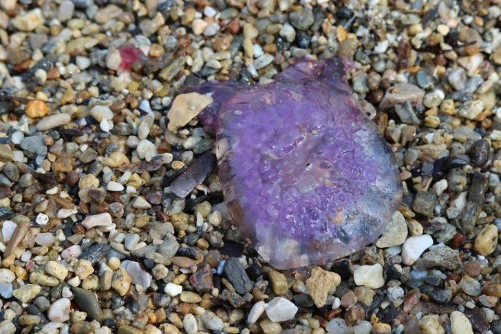 Kuşadası Körfezi'ndeki tehlike! Ölüsüne bile dokunmayın G3