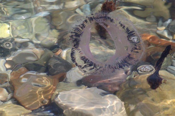 Kuşadası Körfezi'ndeki tehlike! Ölüsüne bile dokunmayın G4