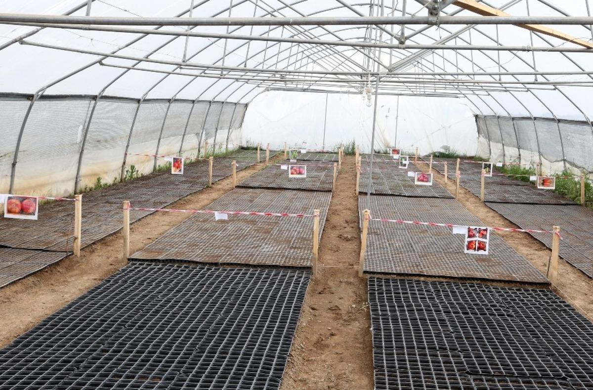 Van B&uuml;y&uuml;kşehir Belediyesinden yerli tohum atağı