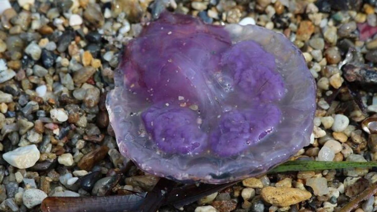 Kuşadası K&ouml;rfezi'ndeki tehlike! &Ouml;l&uuml;s&uuml;ne bile dokunmayın