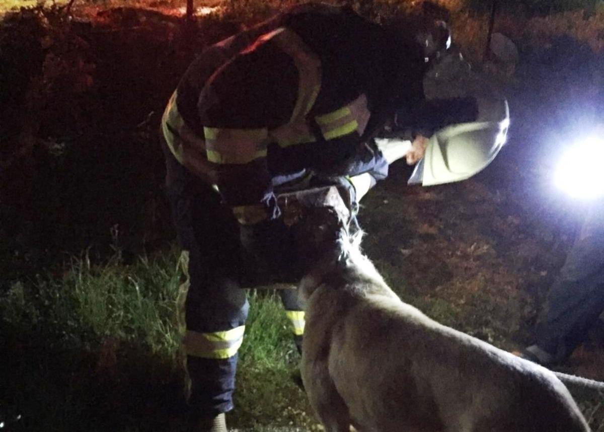 Başı tenekeye sıkışan k&ouml;peğin imdadına itfaiye yetişti