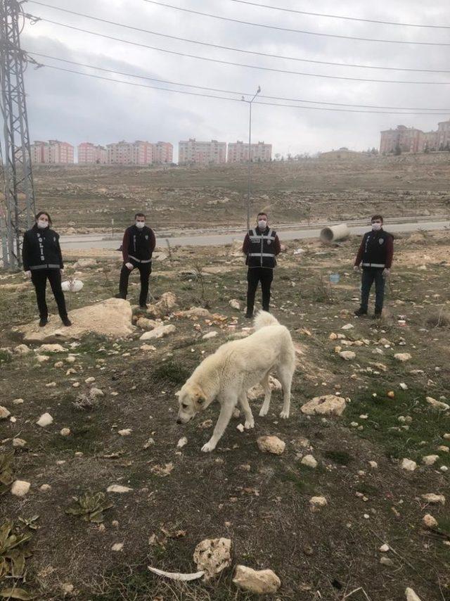 Van polisi sokak hayvanlarını unutmadı