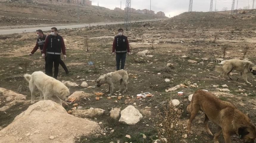Van polisi sokak hayvanlarını unutmadı