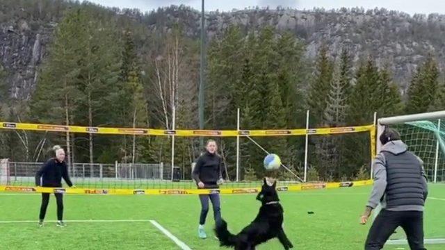 Voleybol oynayan köpeğin görüntülerini izleyenler hayran kaldı