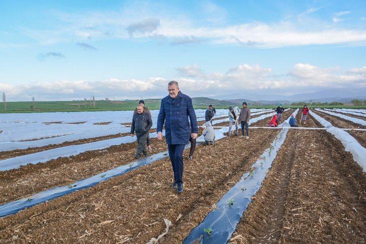 Bursa’da erkenci karpuz ekimi yapıldı G1