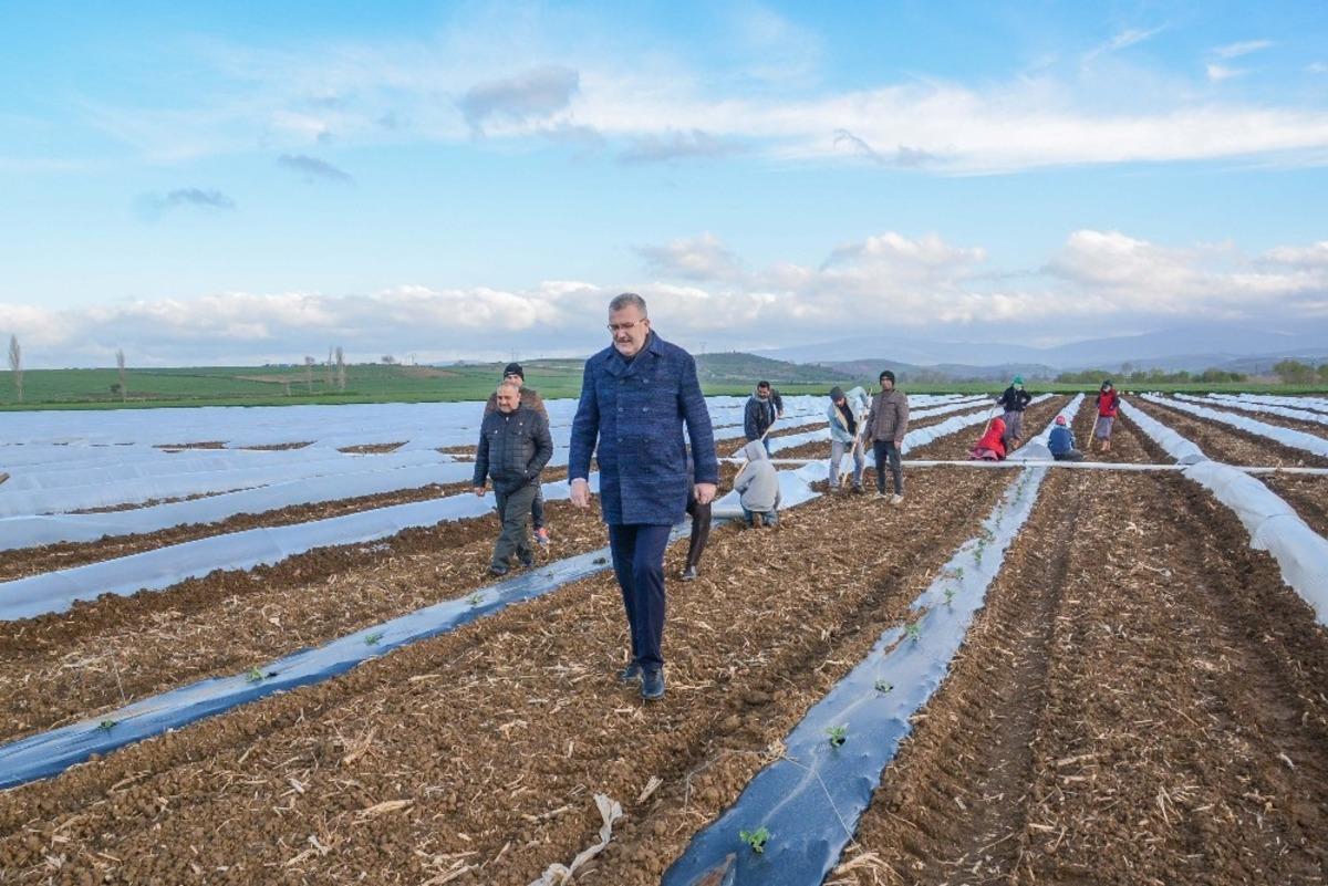Bursa&rsquo;da erkenci karpuz ekimi yapıldı