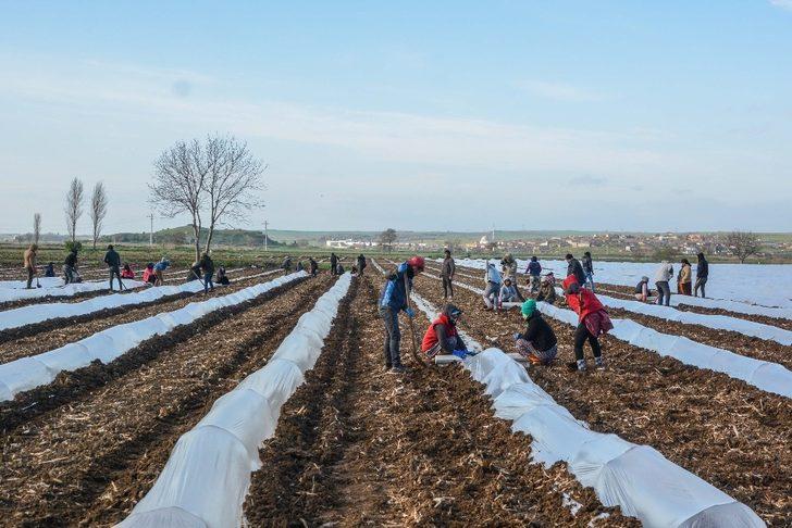 Bursa’da erkenci karpuz ekimi yapıldı G2