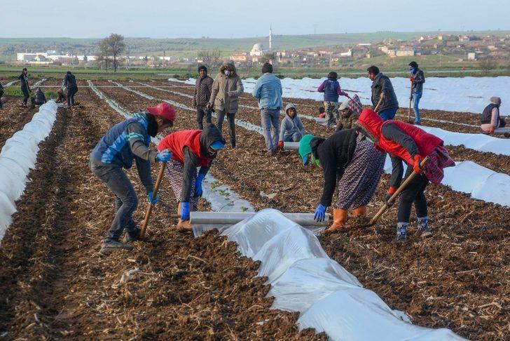 Bursa’da erkenci karpuz ekimi yapıldı G4