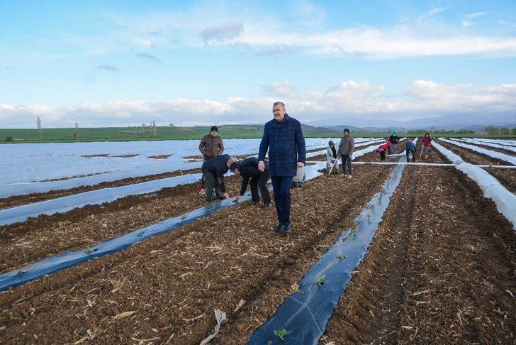 Bursa’da erkenci karpuz ekimi yapıldı G5