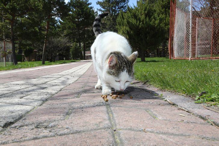 Sivas Belediyesinden sokak hayvanlarına yem ve mama takviyesi G2