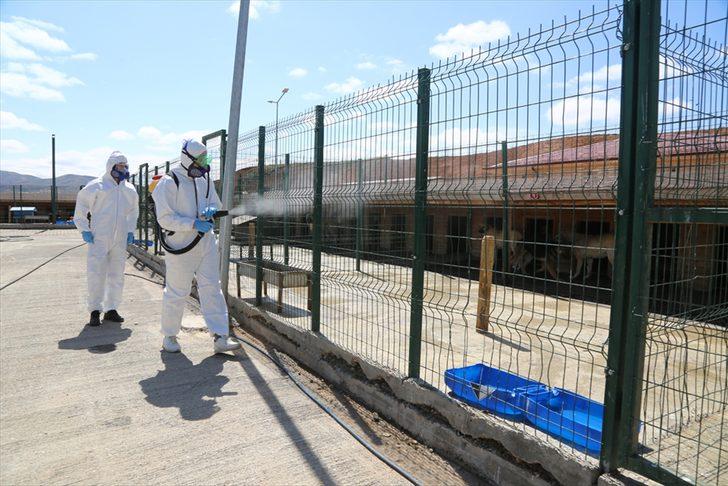 Sivas Belediyesinden sokak hayvanlarına yem ve mama takviyesi G3