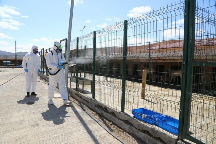 Sivas Belediyesi sokak hayvanlarını unutmadı G2