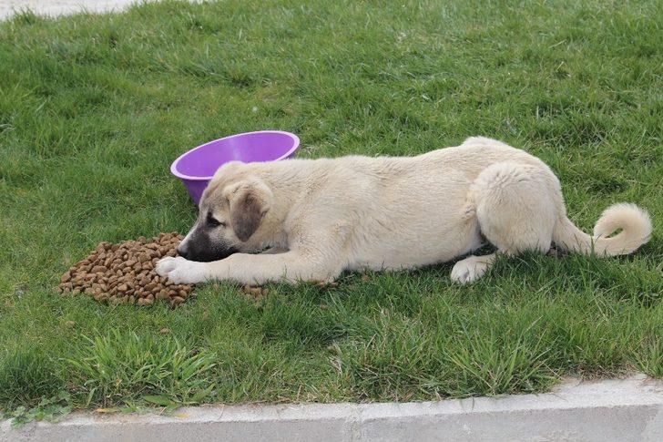 Sivrihisar’da sokak hayvanları aç kalmıyor G3