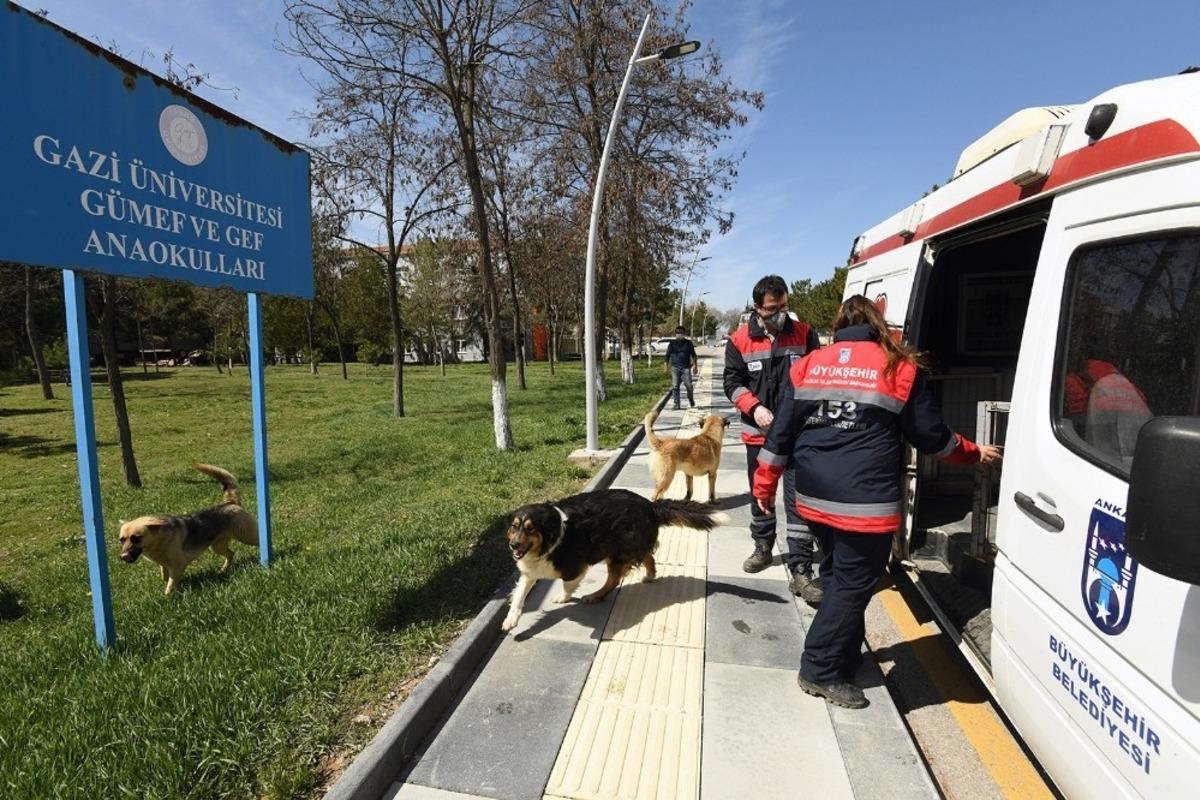 G&ouml;lbaşı&rsquo;da karantina b&ouml;lgesinden alınan sokak hayvanları yuvalarına kavuştu