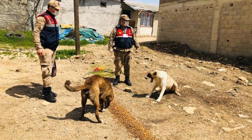 Sokak hayvanları unutulmadı