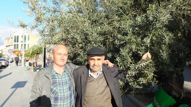 Edremit körfezindeki zeytin üreticileri ilaçlama bekliyor