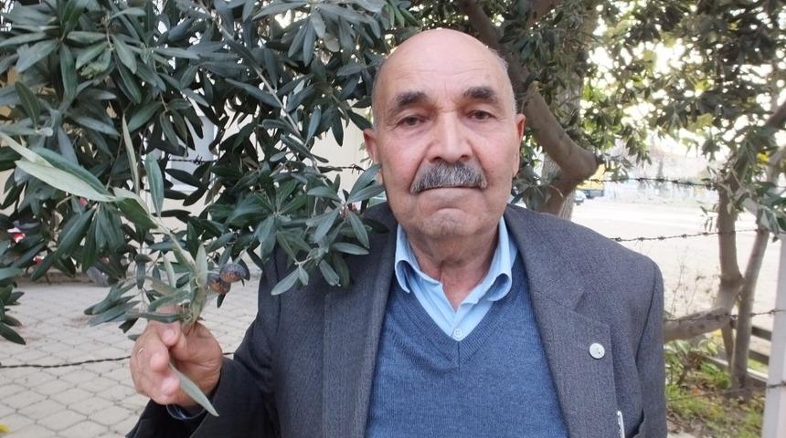 Edremit k&ouml;rfezindeki zeytin &uuml;reticileri ila&ccedil;lama bekliyor