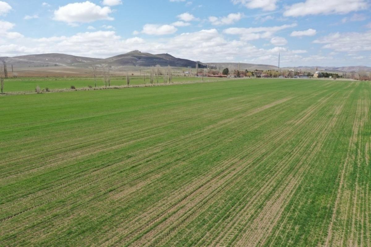 Sivas&rsquo;a &ouml;zg&uuml;, &ccedil;ift&ccedil;iye &uuml;cretsiz dağıtılacak