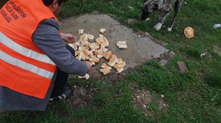 Akşehir’de sokak hayvanlarına mama desteği