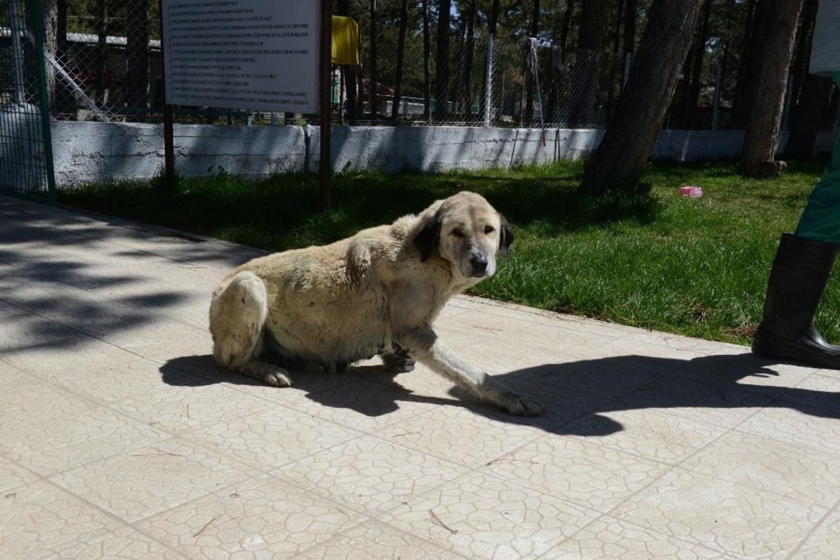 &Ccedil;orum&rsquo;a getirilen yaralı k&ouml;pek sağlığına kavuştu