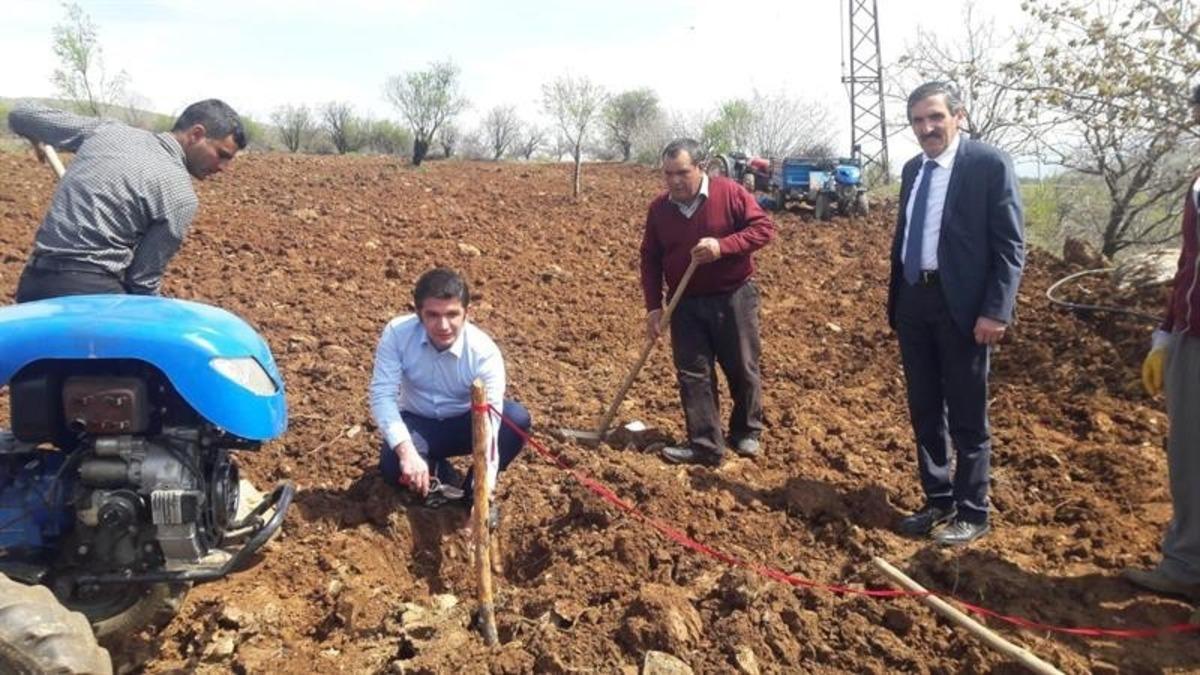 P&uuml;t&uuml;rge kırmızısı &ccedil;eşidinin geliştirilmesi projesi