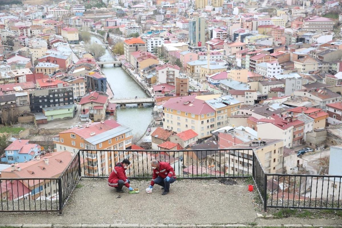 Bayburt&rsquo;ta sokak hayvanları i&ccedil;in mama, yiyecek ve su bırakıldı