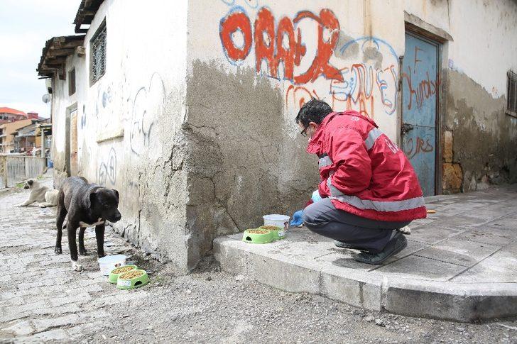 Bayburt’ta sokak hayvanları için mama, yiyecek ve su bırakıldı G1