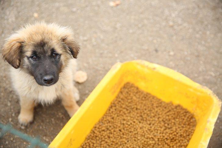 Bayburt’ta sokak hayvanları için mama, yiyecek ve su bırakıldı G3