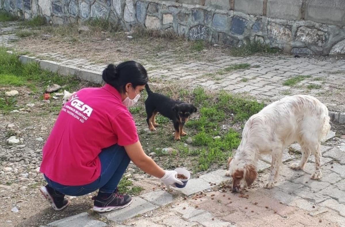 Sokak hayvanlarına g&uuml;nl&uuml;k mama servisi yapılıyor