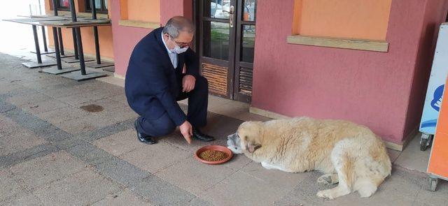 Başkan, sokak hayvanlarını eliyle besledi