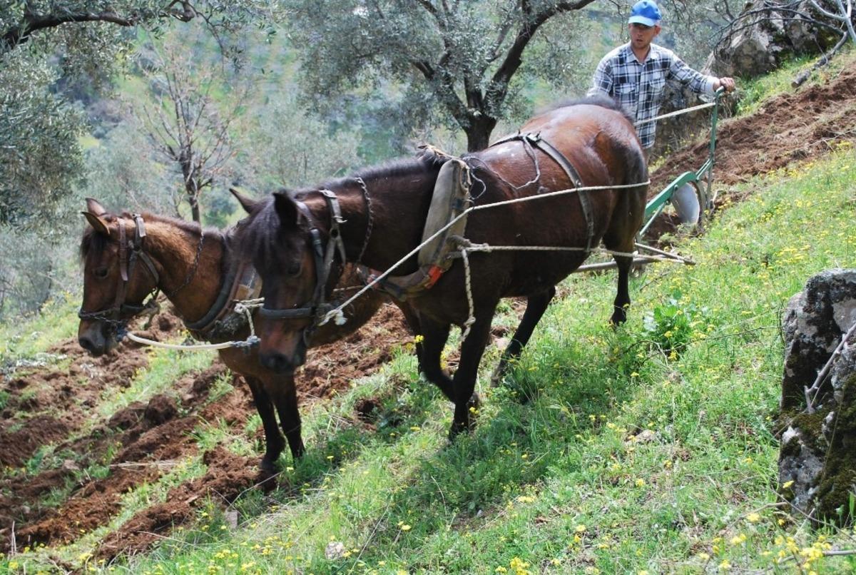 Aydın Ziraat Odası&rsquo;ndan &ccedil;ift&ccedil;iye &lsquo;daha &ccedil;ok &uuml;retin&rsquo; &ccedil;ağrısı