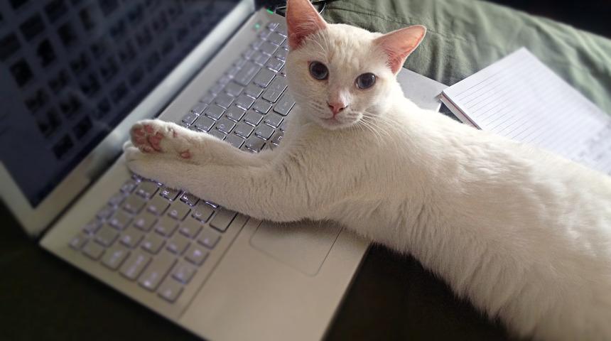 Evden &ccedil;alışan adam kedisine İnsan Kaynaklarından şikayet dilek&ccedil;esi g&ouml;nderdi