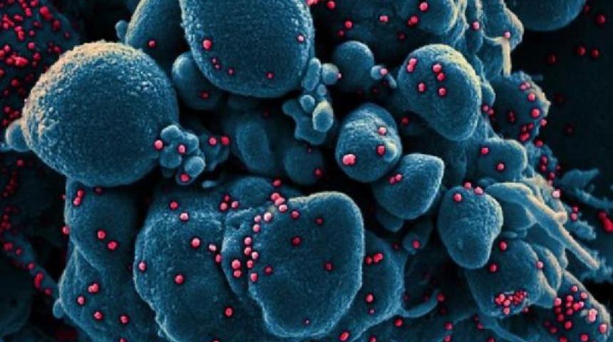 Korkutan iddia: Koronavirüs kısır mı yapıyor?