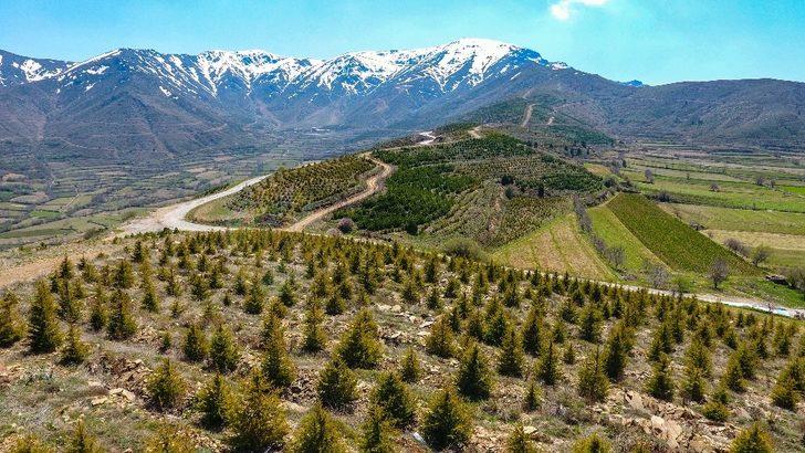 İzmir’e 10 yılda 28 milyon adet fidan G2