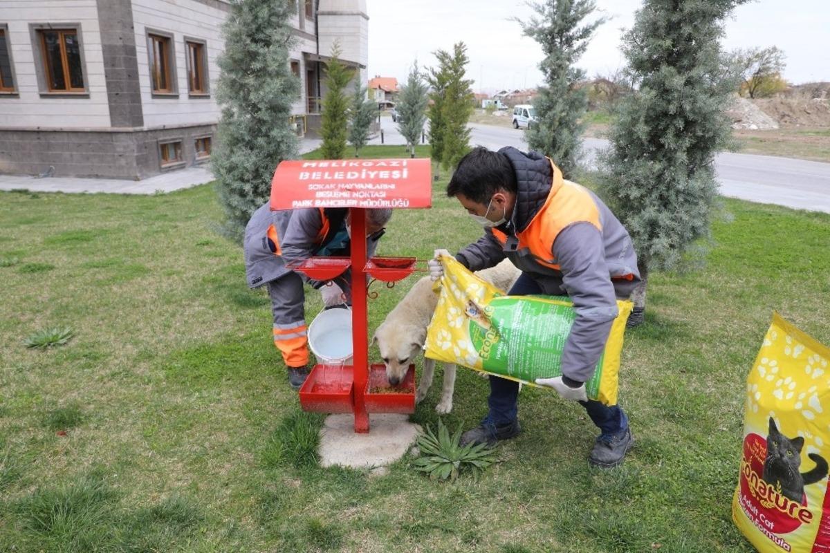 Melikgazi&rsquo;de salgına rağmen sokak hayvanları unutulmadı