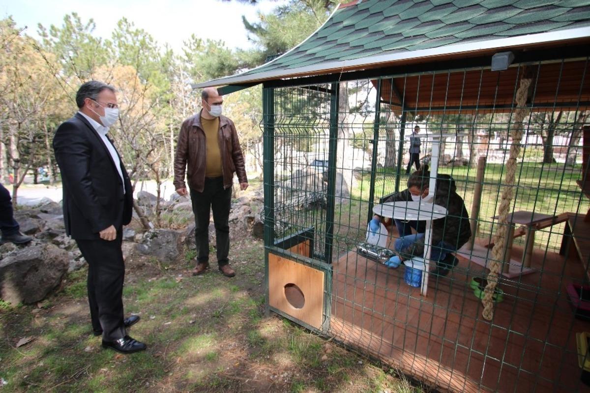 Sokak hayvanları d&uuml;zenli olarak besleniyor