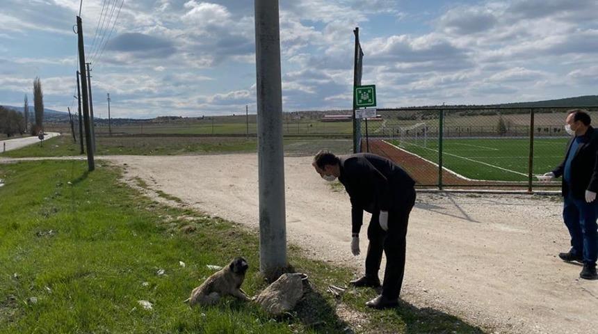 Kaymakam sokak hayvanlarını besledi