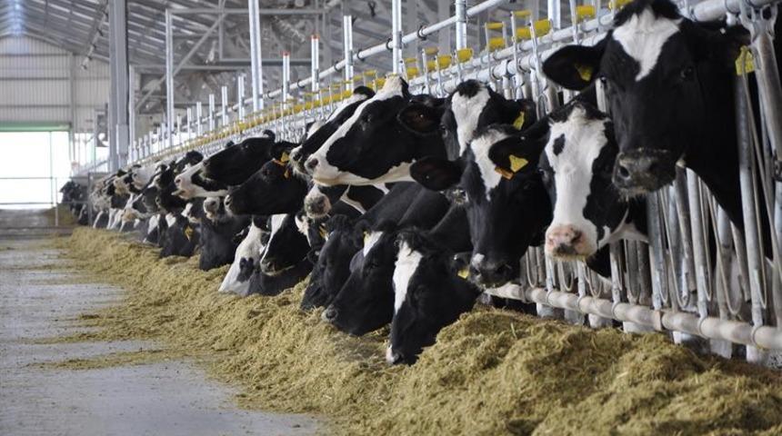 K&uuml;tahya&rsquo;da b&uuml;y&uuml;kbaş hayvan sayısı 202 bin 114