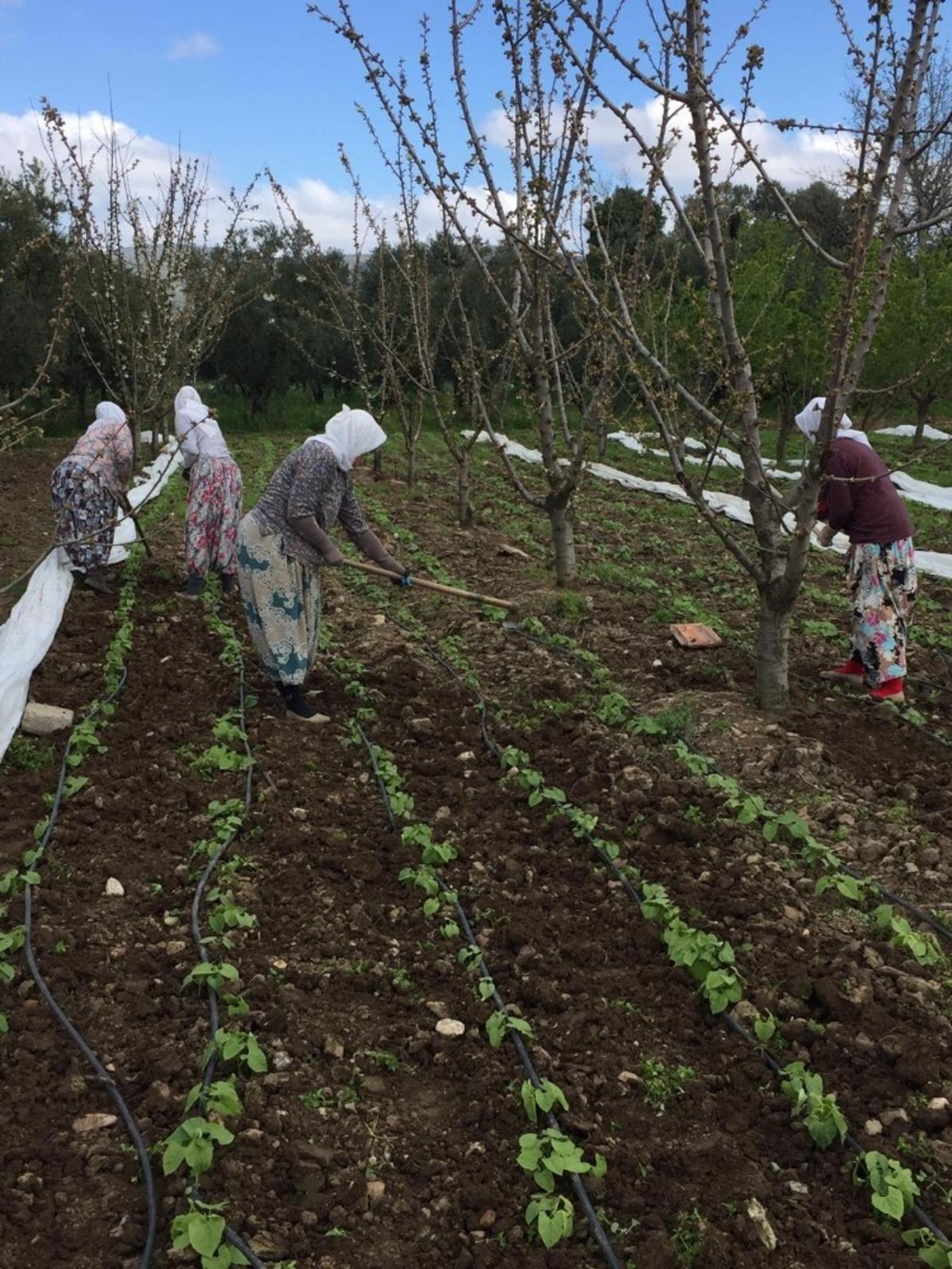 Taze fasulyelerin tohumları &ccedil;ıktı