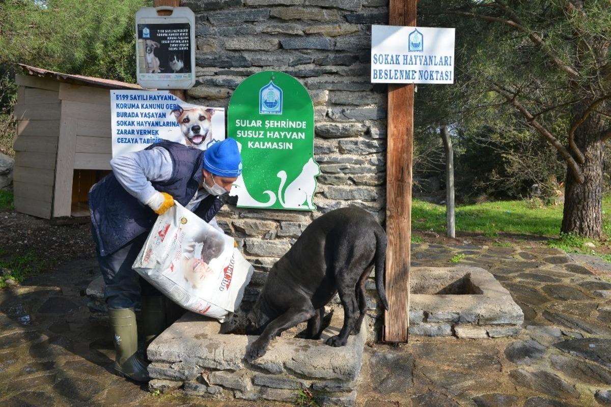 Sokak hayvanlarına korona desteği