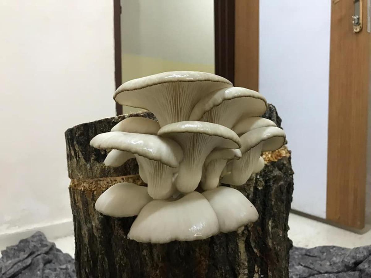 Hem evlerinde hem de iş yerlerinde mantar &uuml;retiyorlar