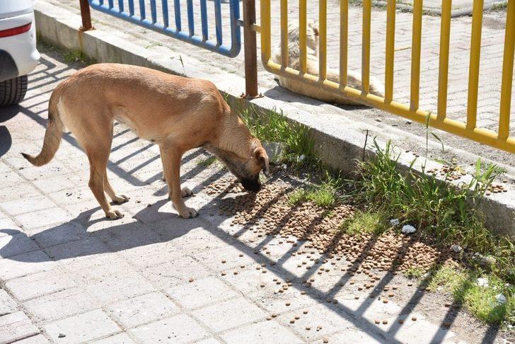 Sokak hayvanları unutulmadı G3